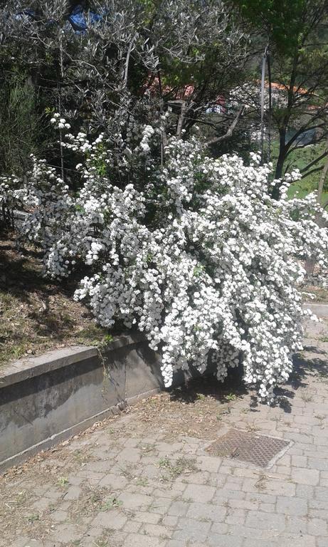 Ospitalita In Campagna Hotel Quiliano Bagian luar foto
