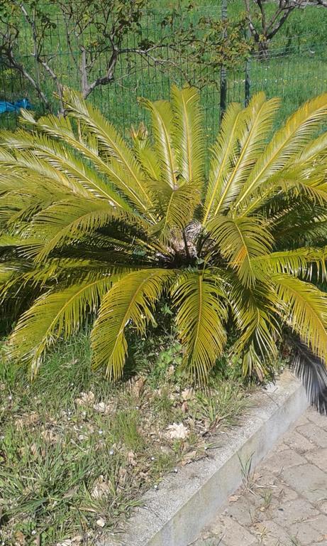 Ospitalita In Campagna Hotel Quiliano Bagian luar foto